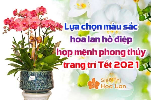 Lựa chọn màu sắc hoa lan hồ điệp hợp mệnh chưng Tết