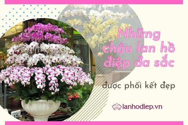 Mẫu chậu lan hồ điệp đa sắc