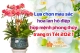 Lựa chọn màu sắc hoa lan hồ điệp hợp mệnh chưng Tết